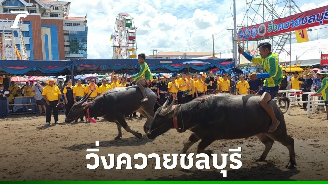 ผู้แข่งขันขี่ควายในประเพณีวิ่งควายชลบุรีครั้งที่ 154 ปี 2568