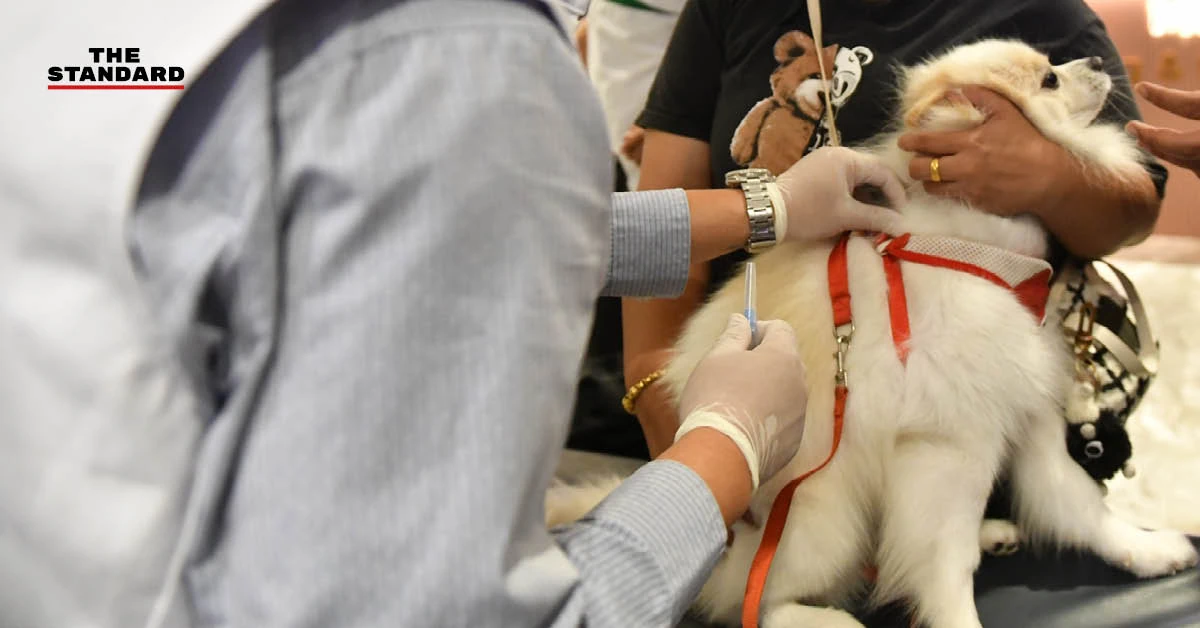 สัตวแพทย์ฉีดวัคซีนให้สุนัขในกิจกรรม ICONSIAM PETS CARE รอบเดือนเมษายน 2569