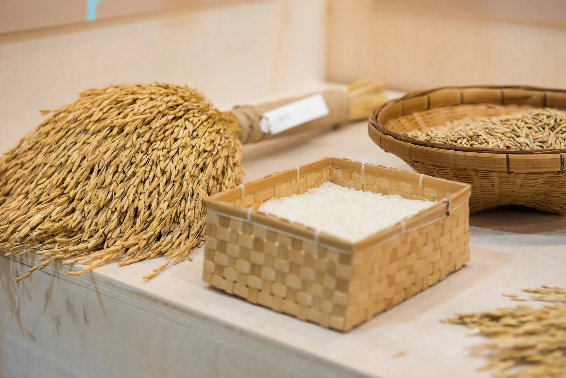 ตัวอย่างรวงข้าวและเมล็ดข้าวจัดแสดงในพื้นที่ Thailand Rice Fest 2025