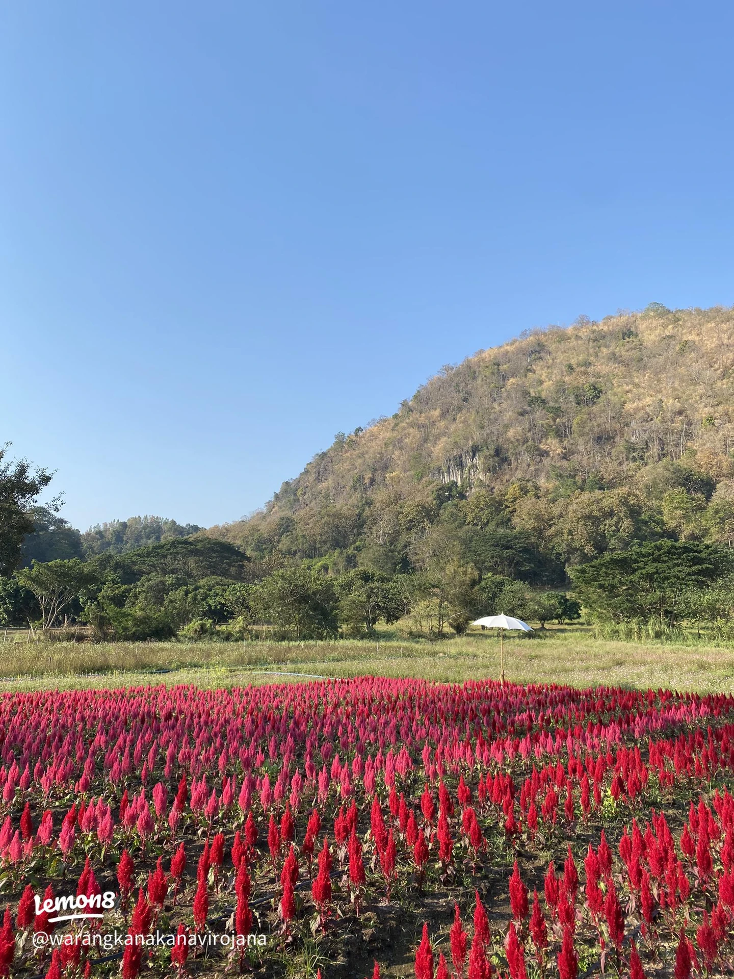 แปลงดอกไม้สีแดง ร่มสีขาว และภูเขาที่สวนดอกแม่ออน — จากโพสต์ที่แสดงวันแก้ไข 2 กุมภาพันธ์ 2566 ไม่ระบุปีถ่าย ใช้ประกอบสถานที่ย้อนหลัง ไม่ใช่ภาพงานยี่เป็งปี 2569 หรือการเตรียมงาน และไม่ยืนยันสภาพดอกไม้หรือผังงานปัจจุบัน