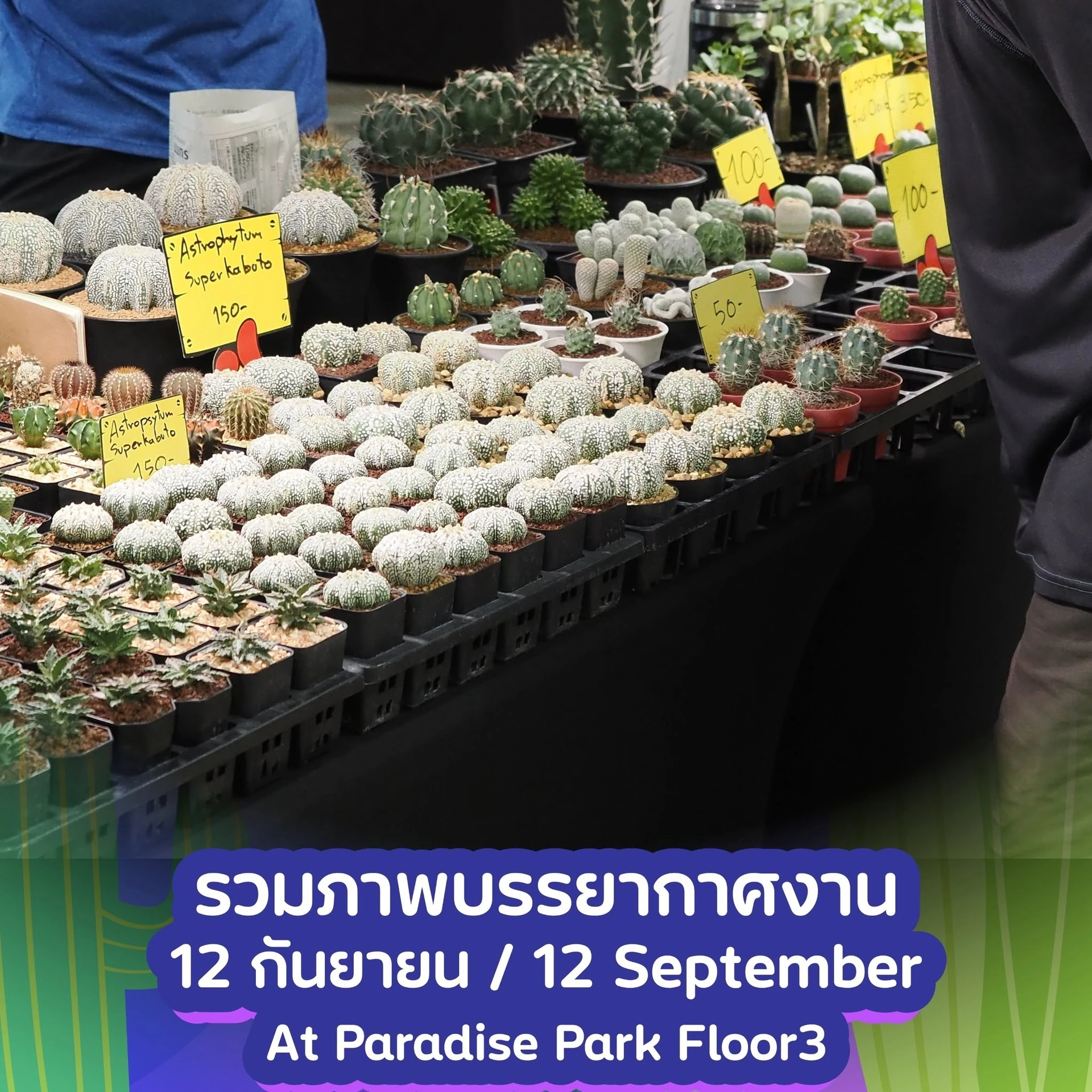 โต๊ะกระบองเพชรพร้อมข้อความรวมภาพงาน 12 กันยายน ที่ Paradise Park ชั้น 3 จากอัลบั้มผู้จัดปี 2026